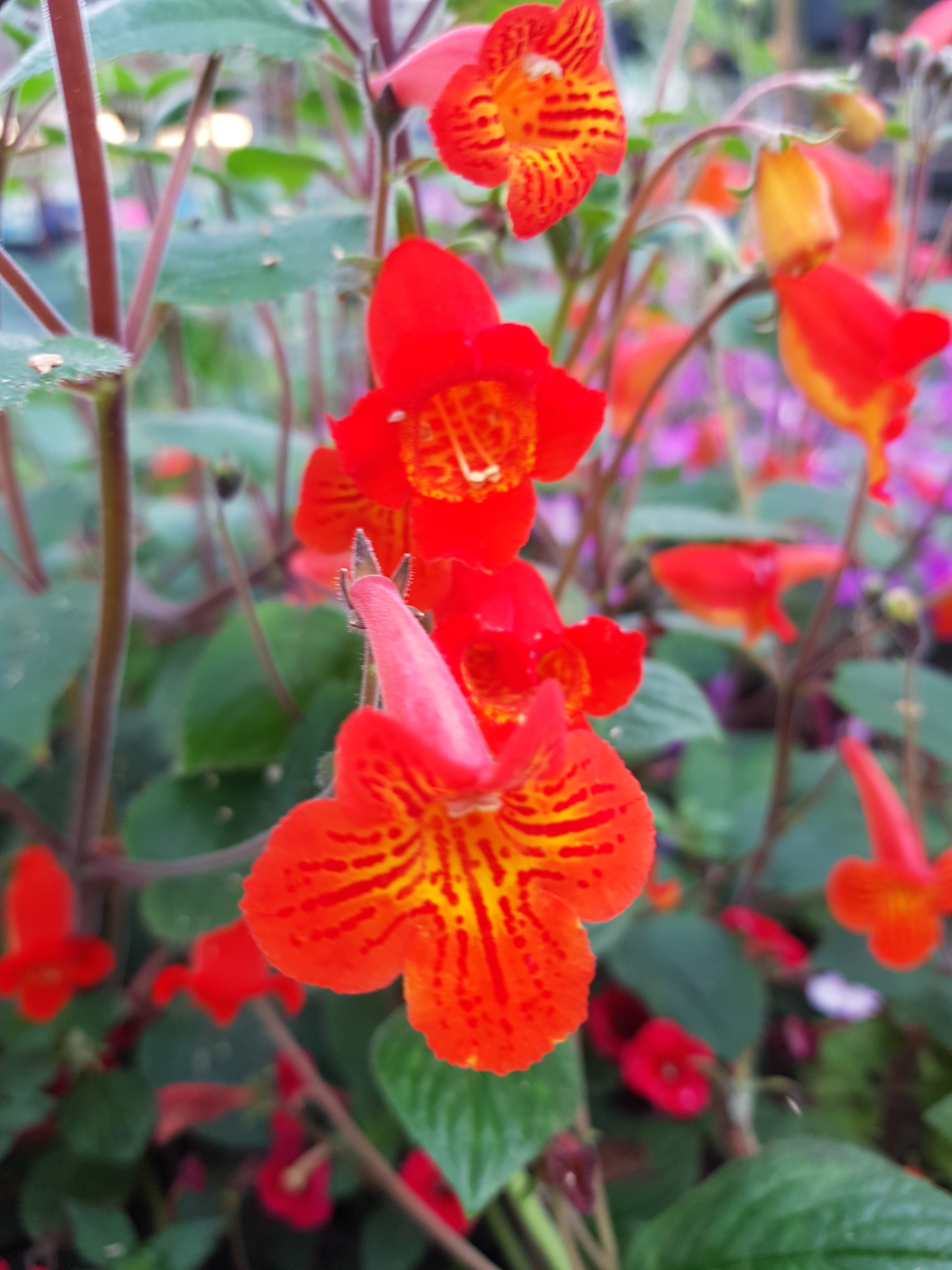 Discover the Revival of Achimenes  Dibleys