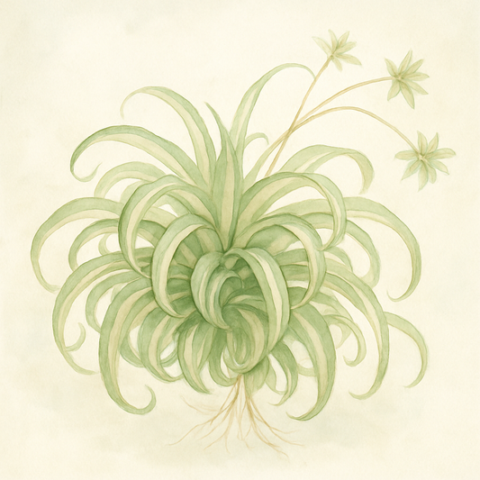 Quick tips for Spider Plants