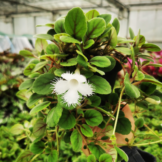 Alsobia dianthiflora