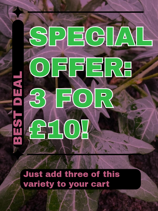 Hedera helix Goldchild