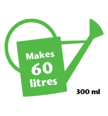 African Violet Focus