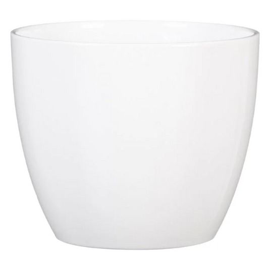 Alaska Weiss  (suitable for 12cm pots) 920/13