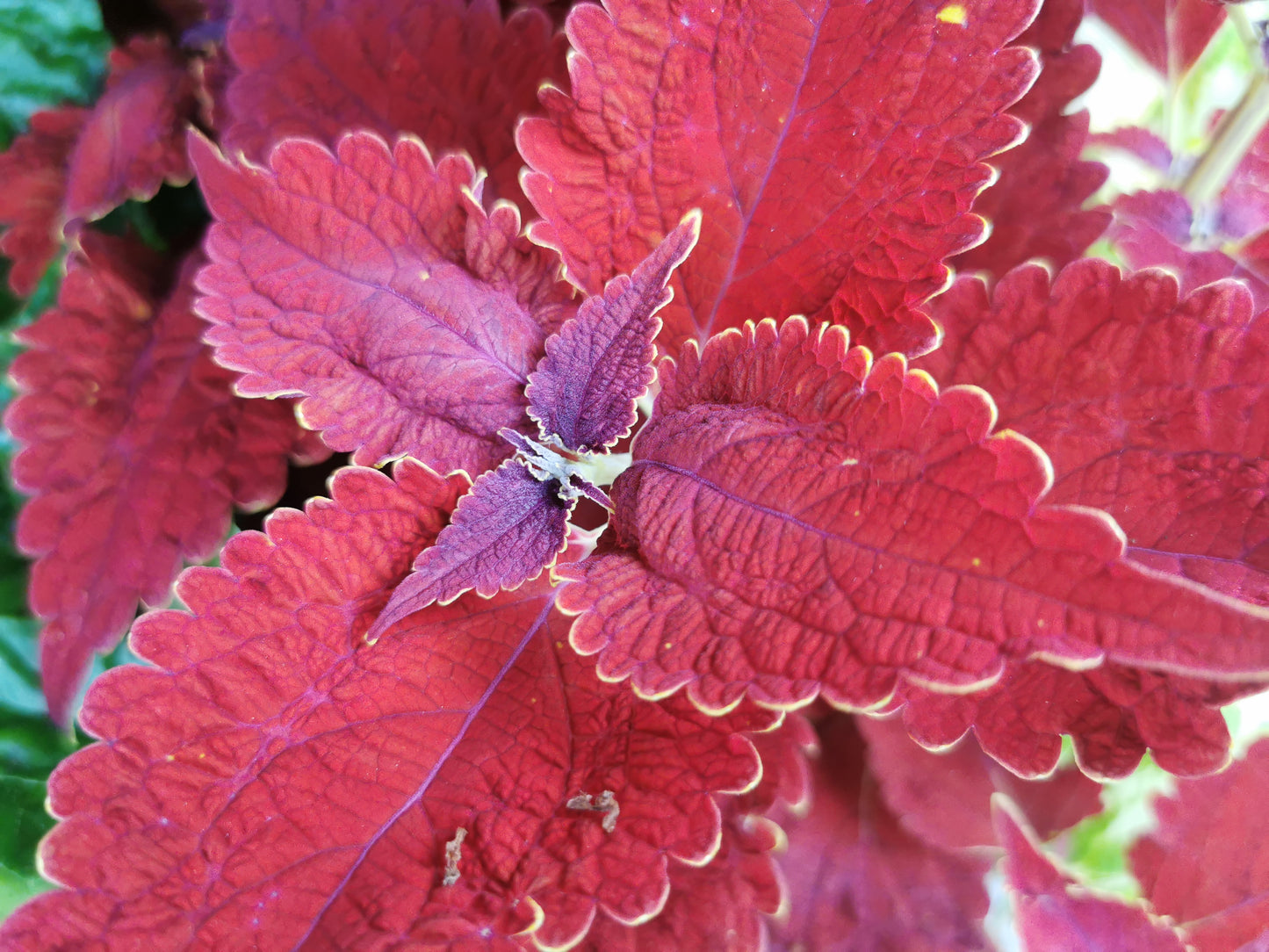 Coleus Angel of the North