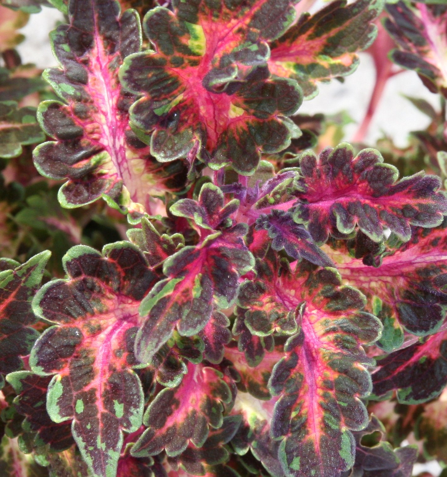 Coleus (Plectranthus) Beauty of Lyon