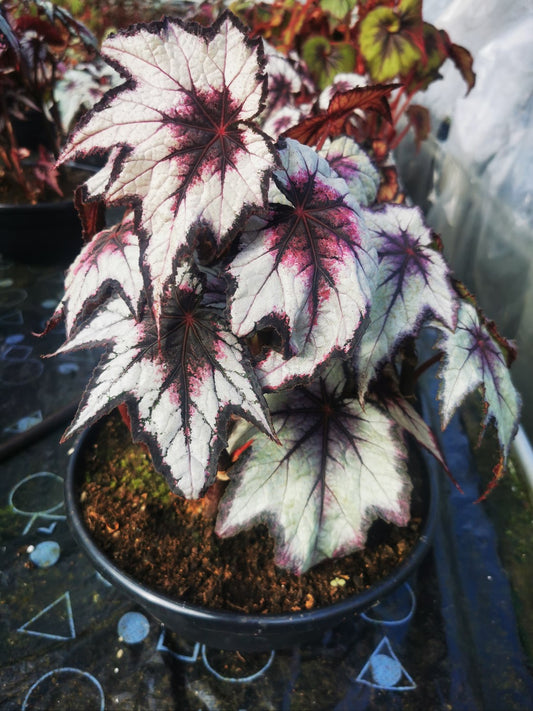 Begonia Dark Eyes - Dibleys