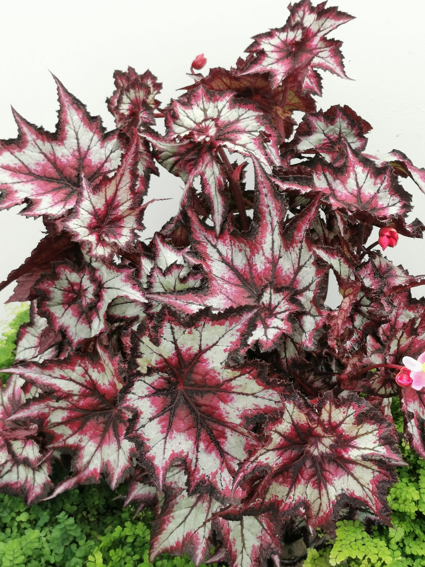 Begonia Stellar Storm NEW 2024