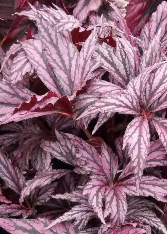 Begonia Benitochiba - Dibleys