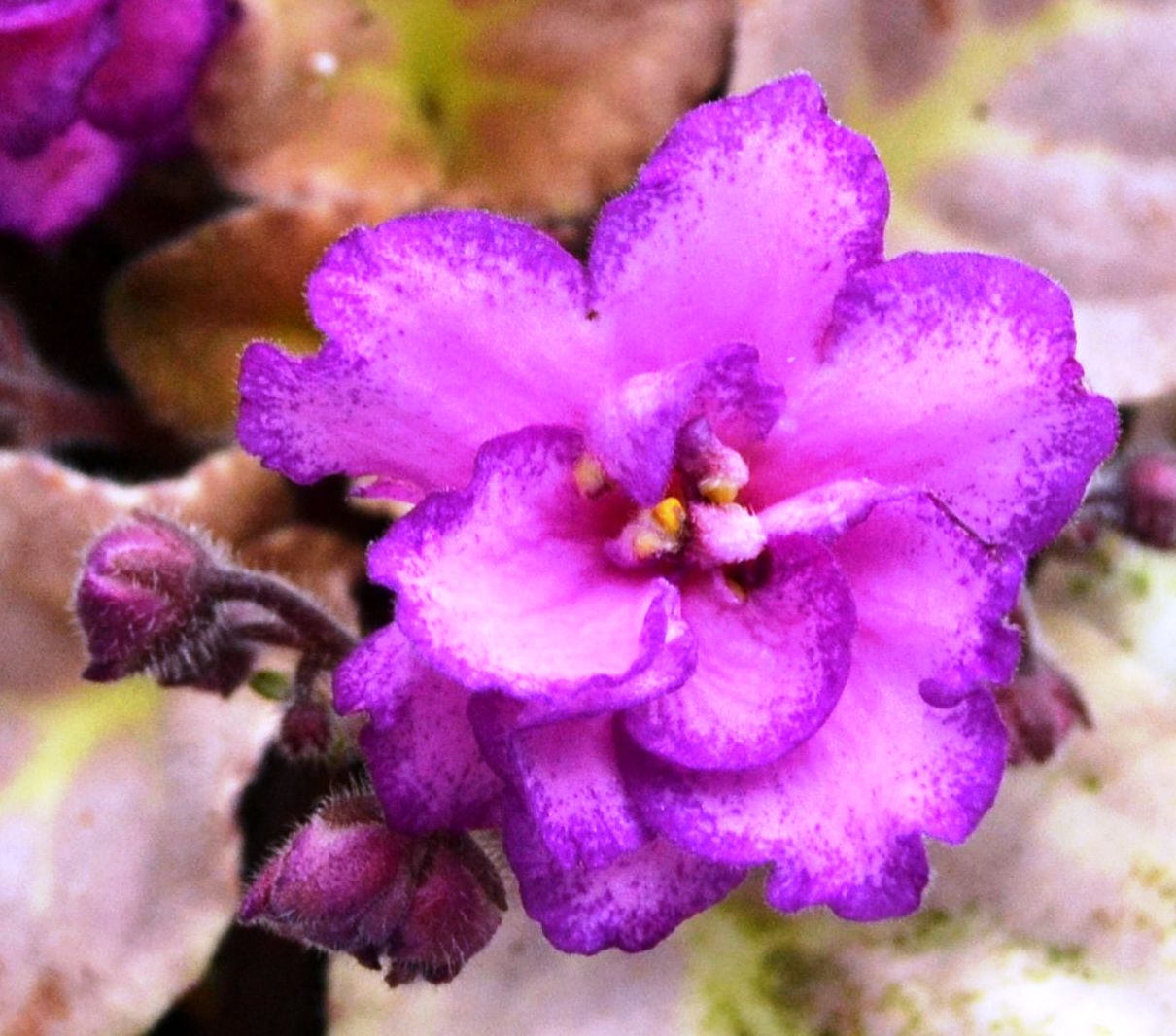 Saintpaulia Berry Splash