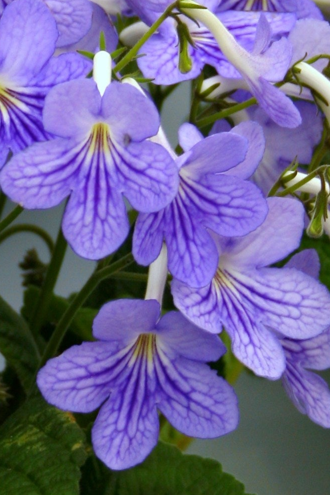 Streptocarpus Bethan - Dibleys