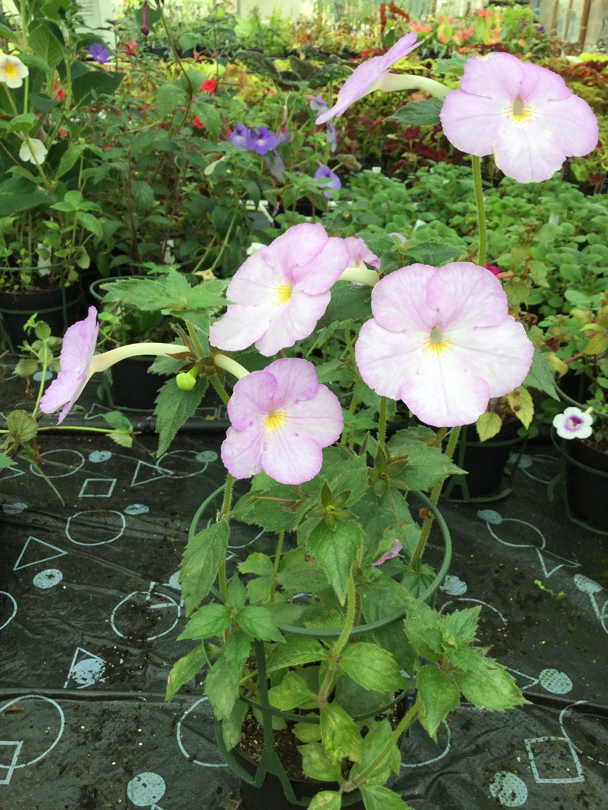 Achimenes Blueberry Ripple