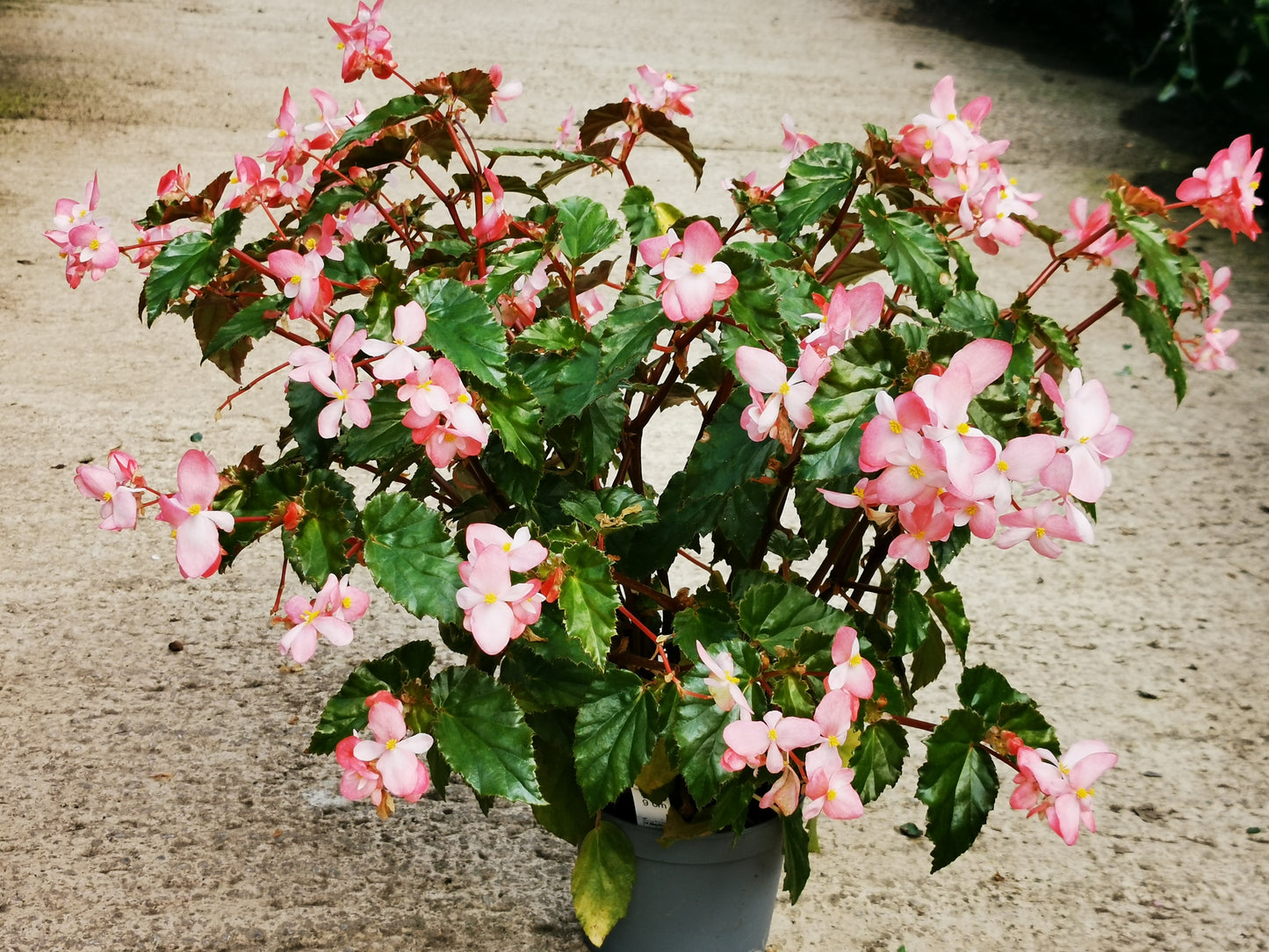 Begonia Richmondensis