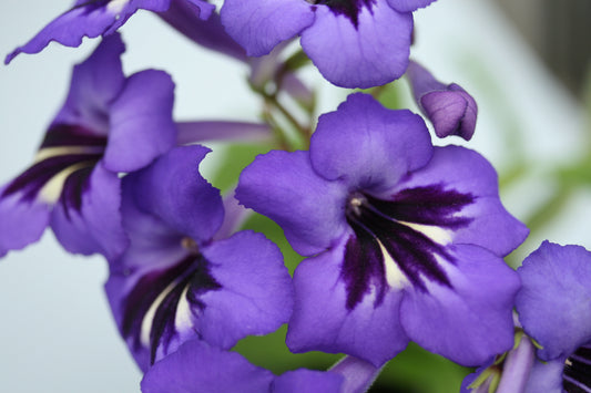 Streptocarpus Cappuccino