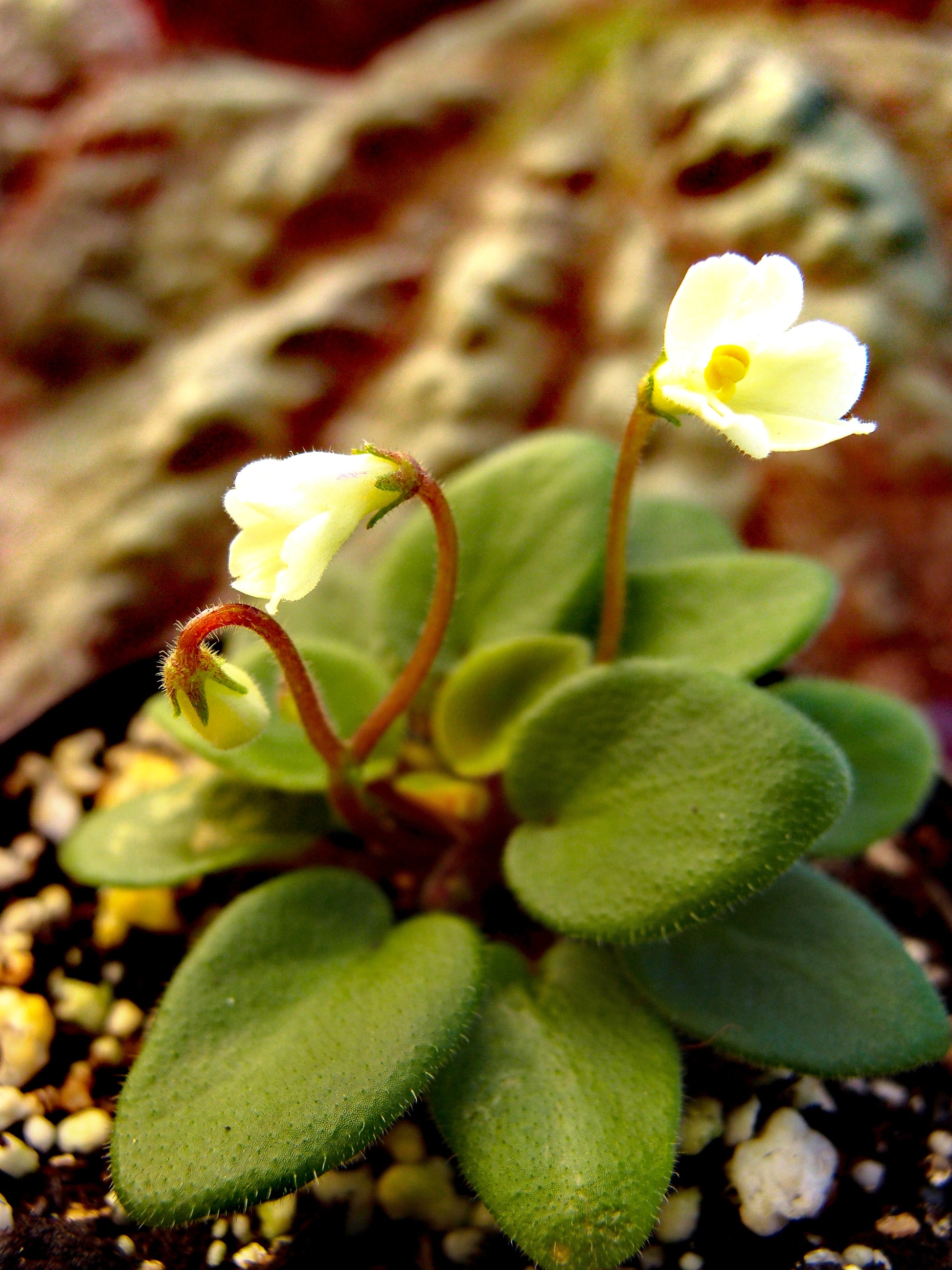 Saintpaulia Chantaspring - Dibleys