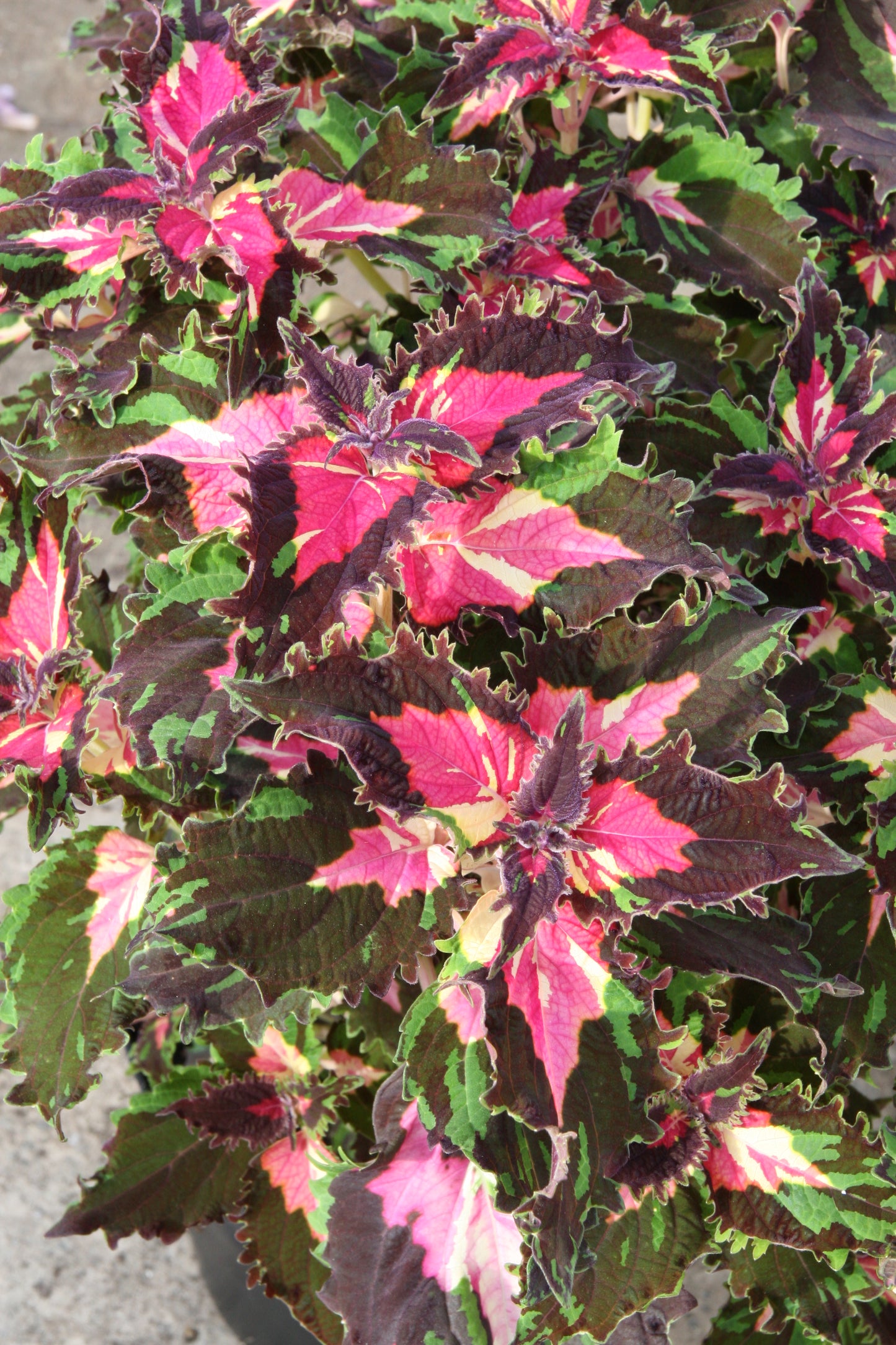 Coleus (Plectranthus) Dazzler