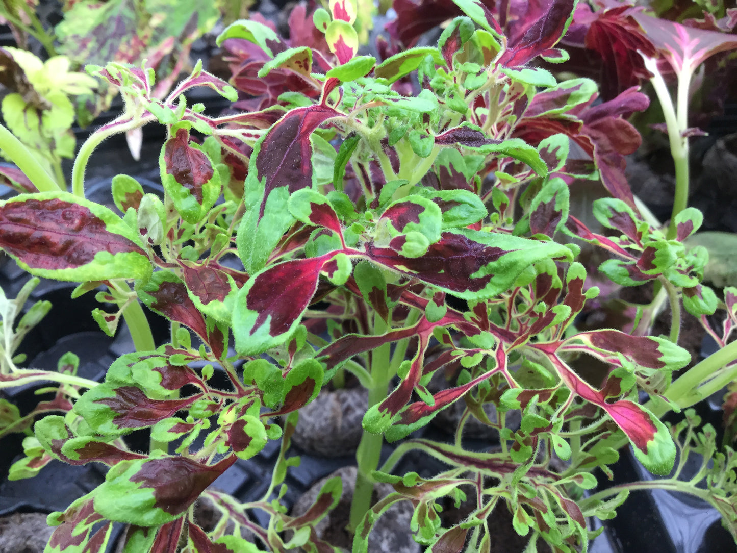 Coleus Firefingers