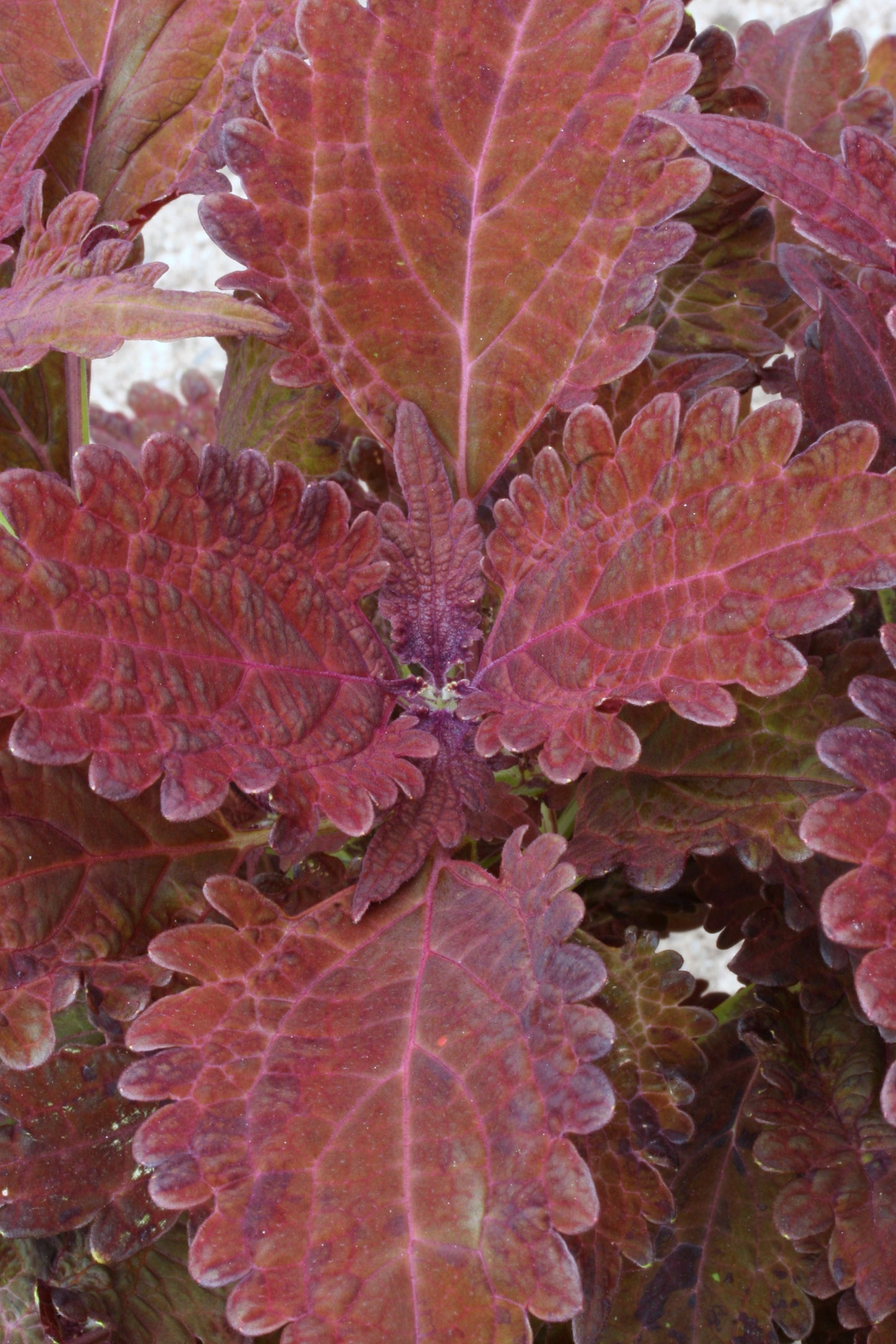 Coleus Juliet Quartermain