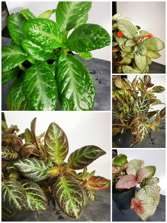 Episcia