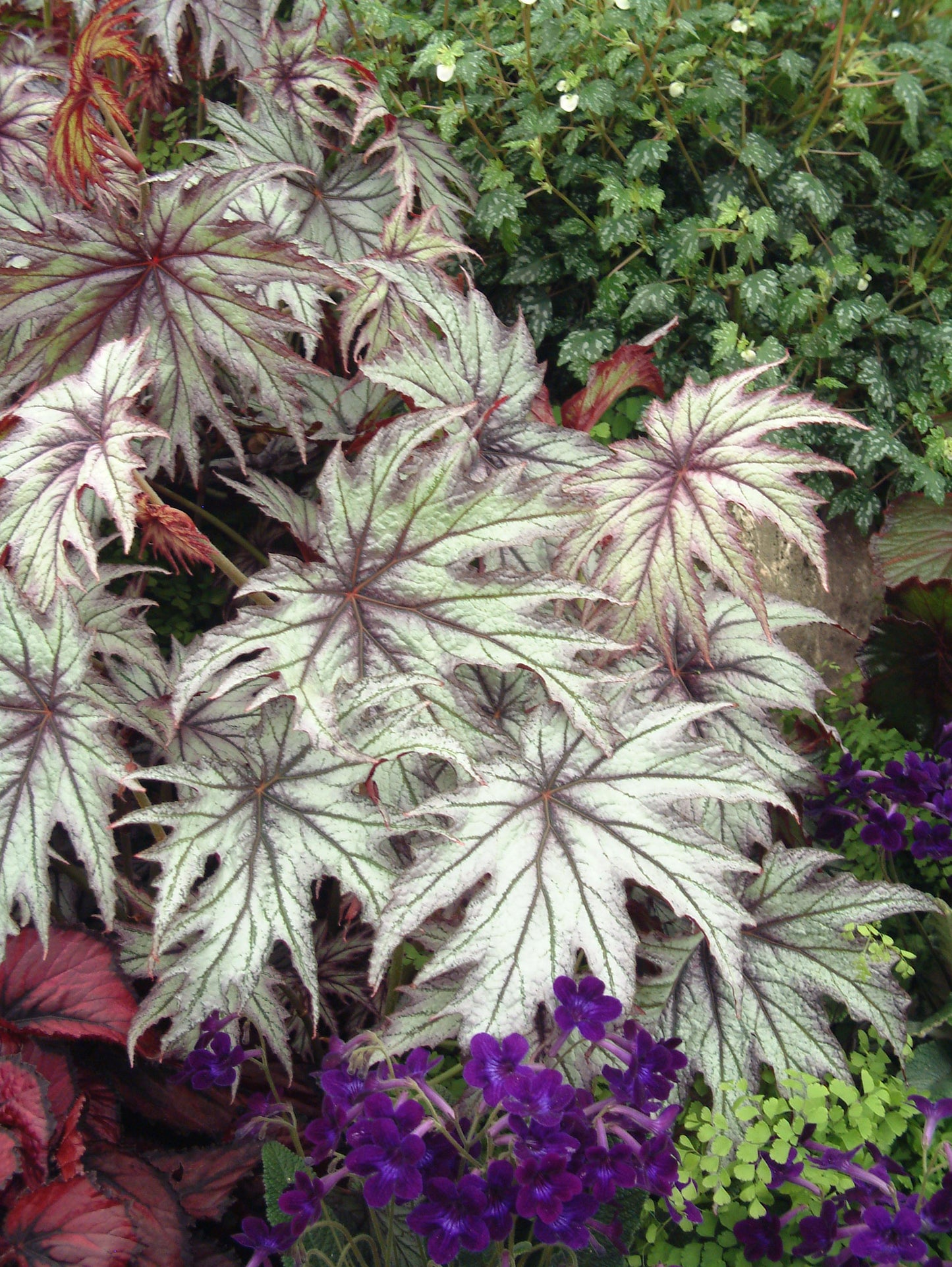 Begonia Connie Boswell - Dibleys
