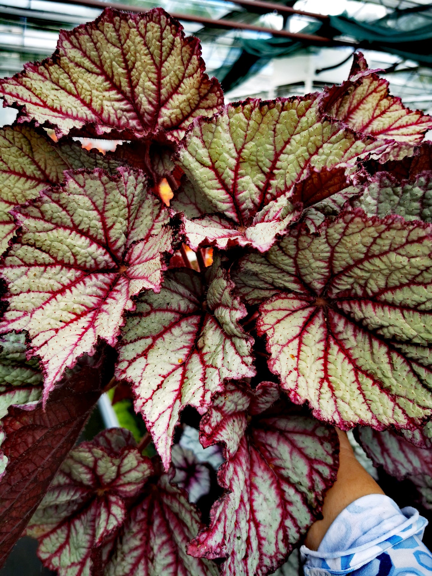 Begonia Cool Dandy NEW 2024