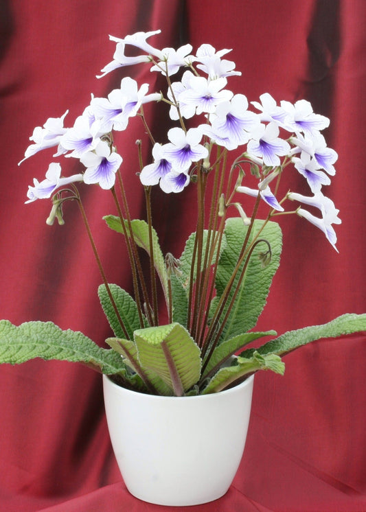 Streptocarpus Crystal Ice - Dibleys