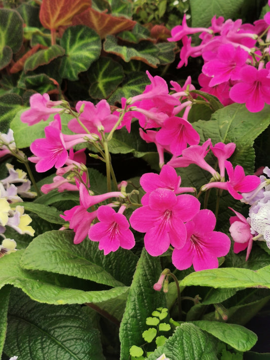 Streptocarpus Cynthia