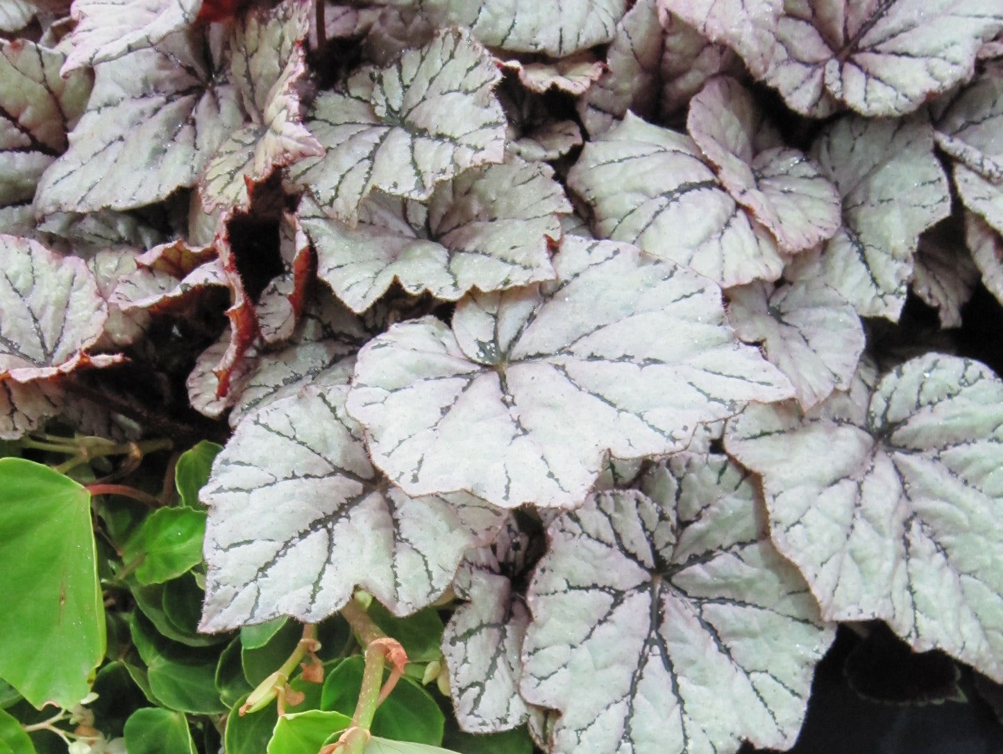 Begonia Dewdrop