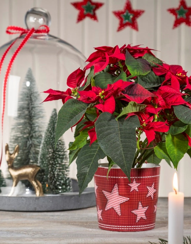 Stylish Planter/Cover pots - Patterned - Winter Star - 11cm