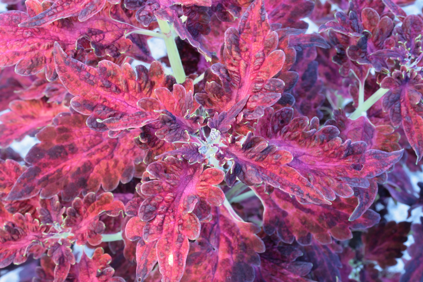 Coleus (Plectranthus) Firelight