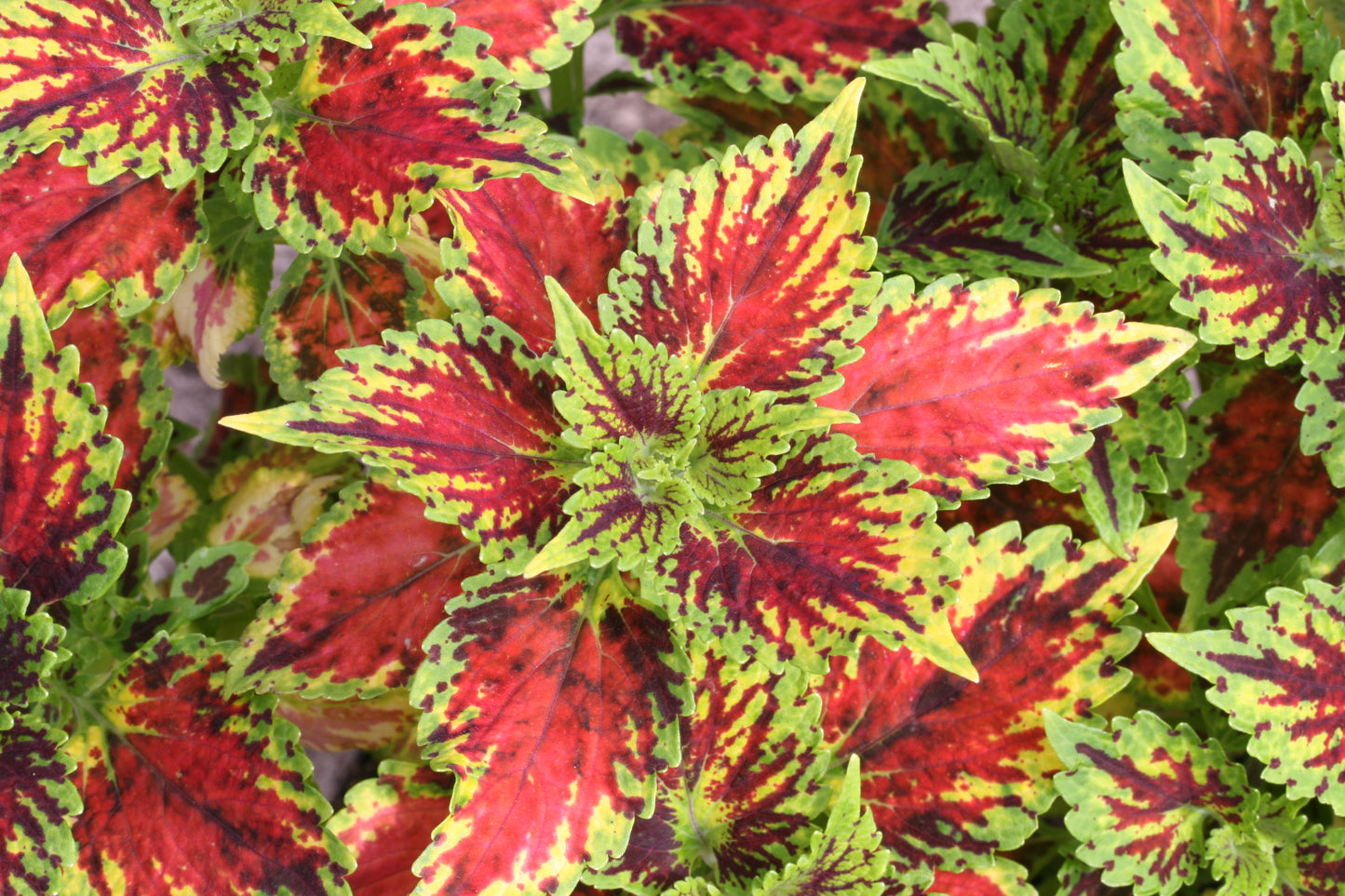 Coleus Flirtin Skirts