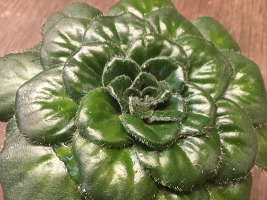 Petrocosmea rotundifolia smooth-leafed