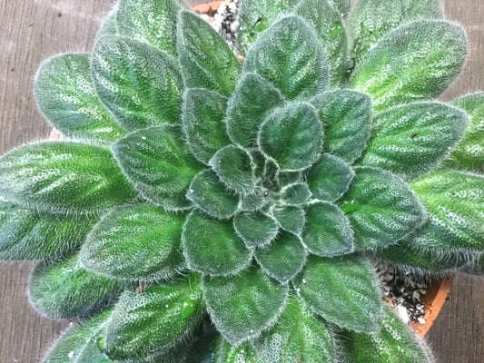 Petrocosmea Keystone's Belmont