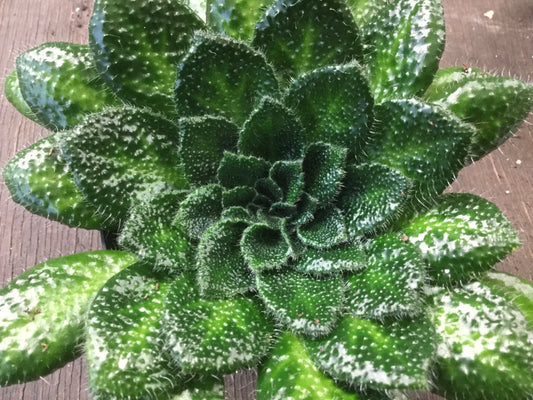 Petrocosmea menglianensis