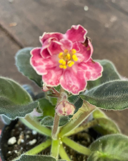 Saintpaulia Garnet Elf