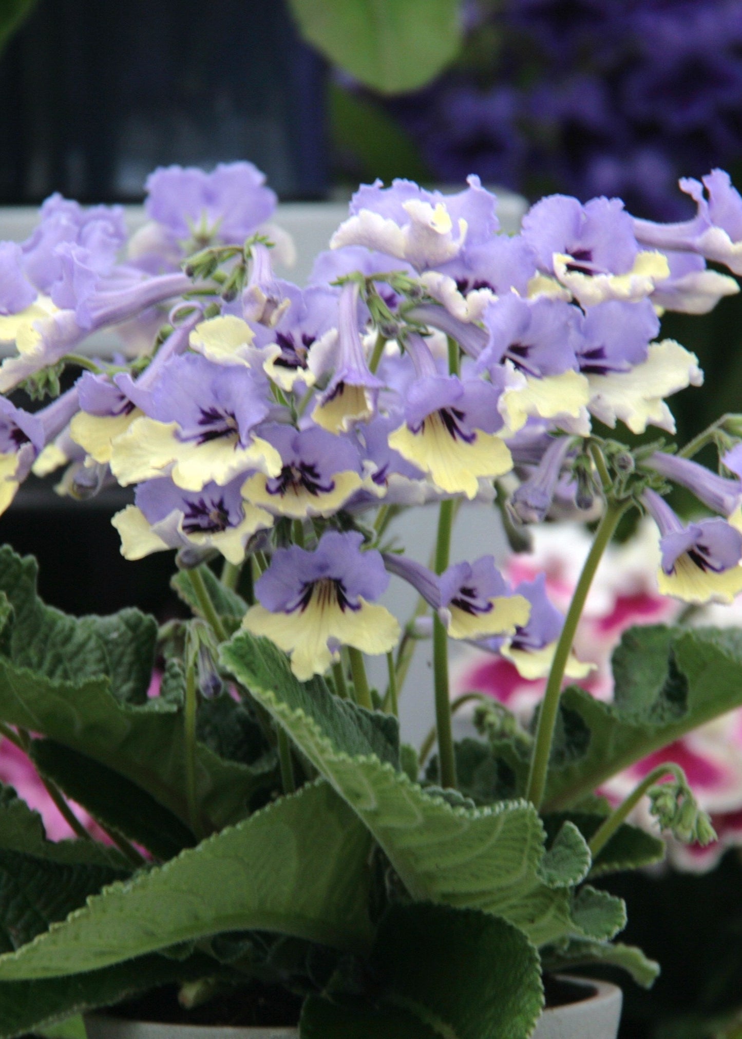 Streptocarpus Harlequin Blue - RHS Plant of the Decade - Dibleys