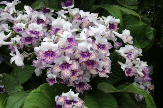 Streptocarpus Harlequin Damsel