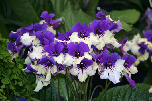 Streptocarpus Harlequin Delft - Dibleys