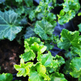 Hedera helix Parsley Crested