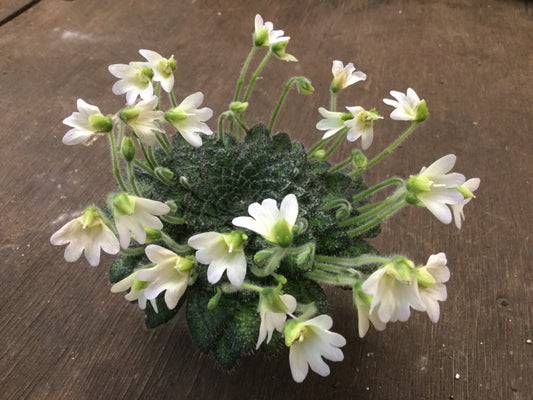 Petrocosmea Keystone's Bantam