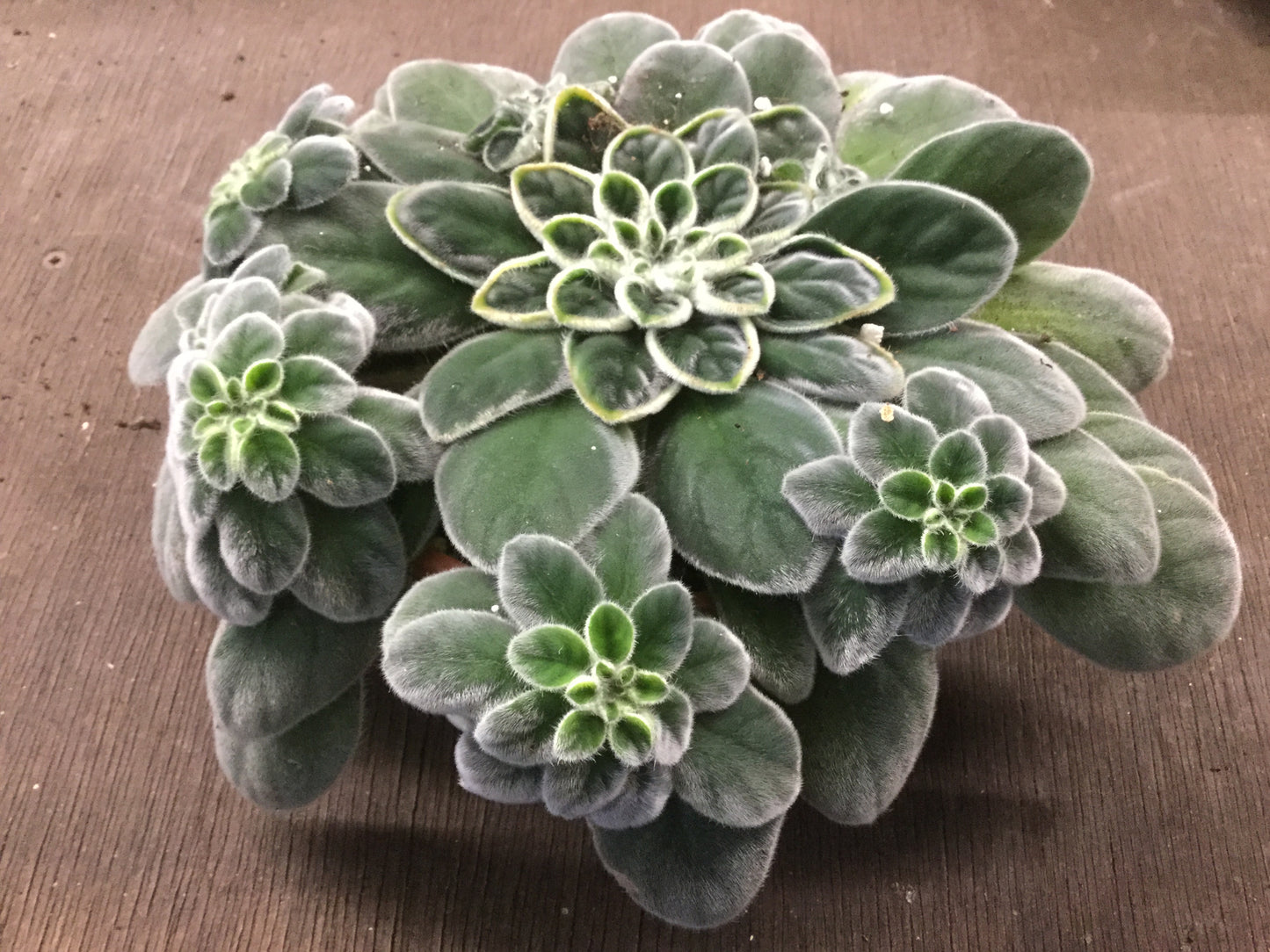 Petrocosmea HT-2