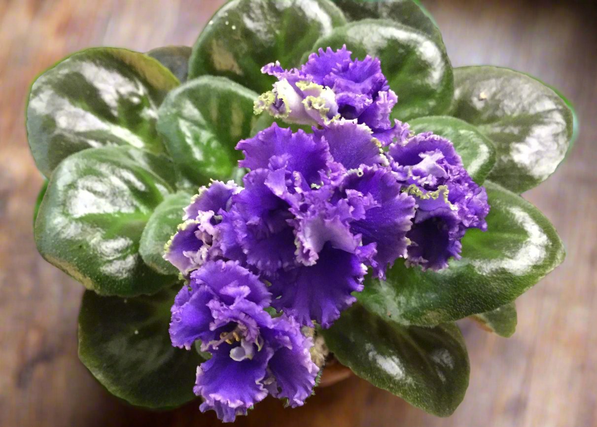Saintpaulia Indigo Ruffles - Dibleys