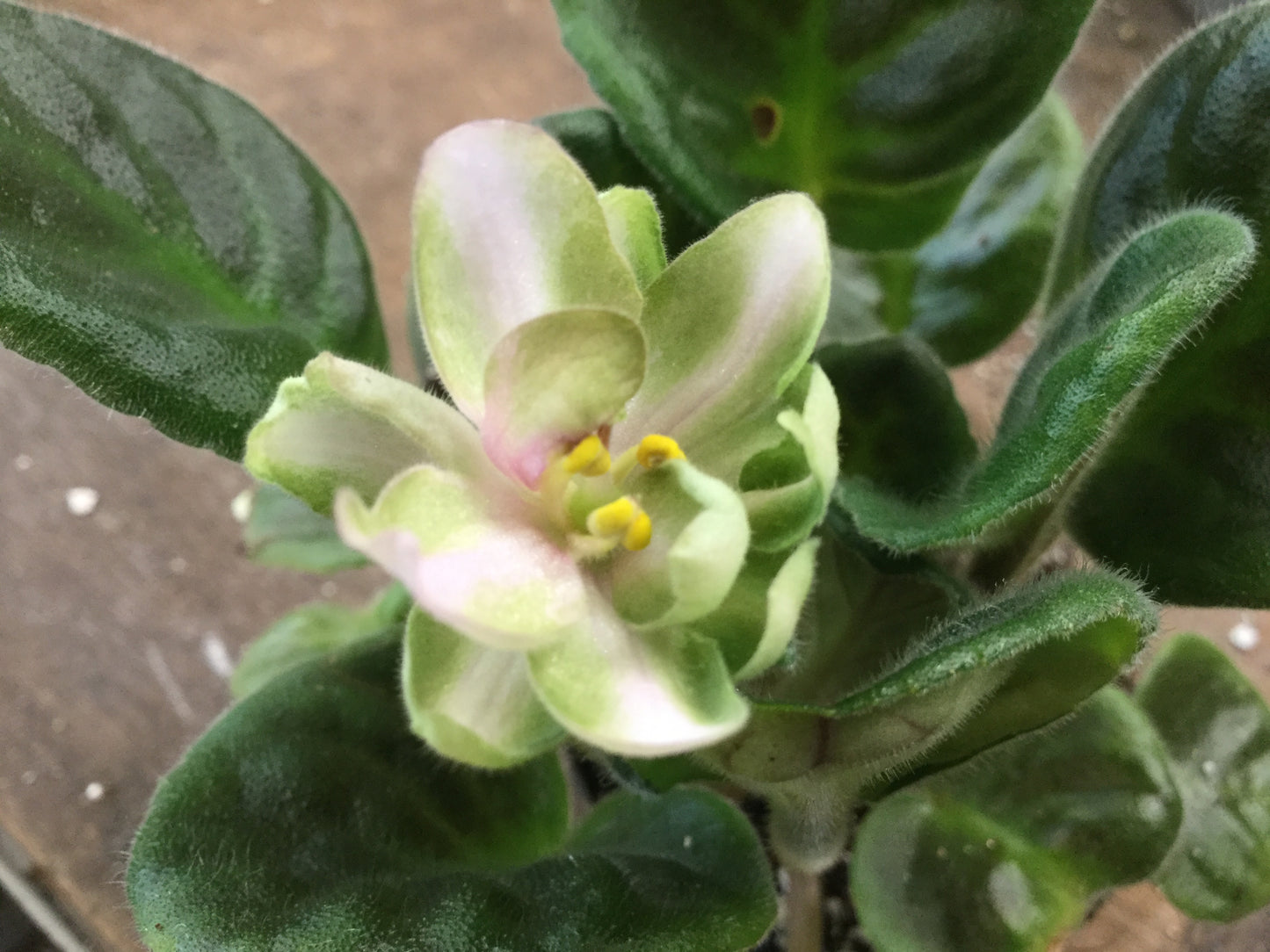 Saintpaulia AV-Dikiy Khmel