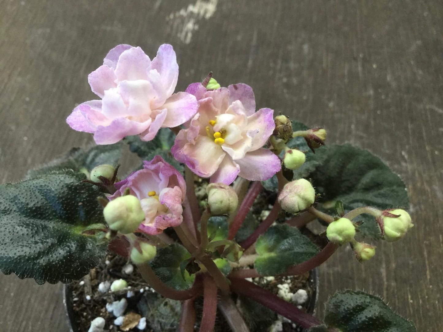 Saintpaulia Dibleys Surprise Visit