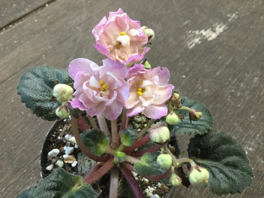 Saintpaulia Lyon’s Bunny Hop