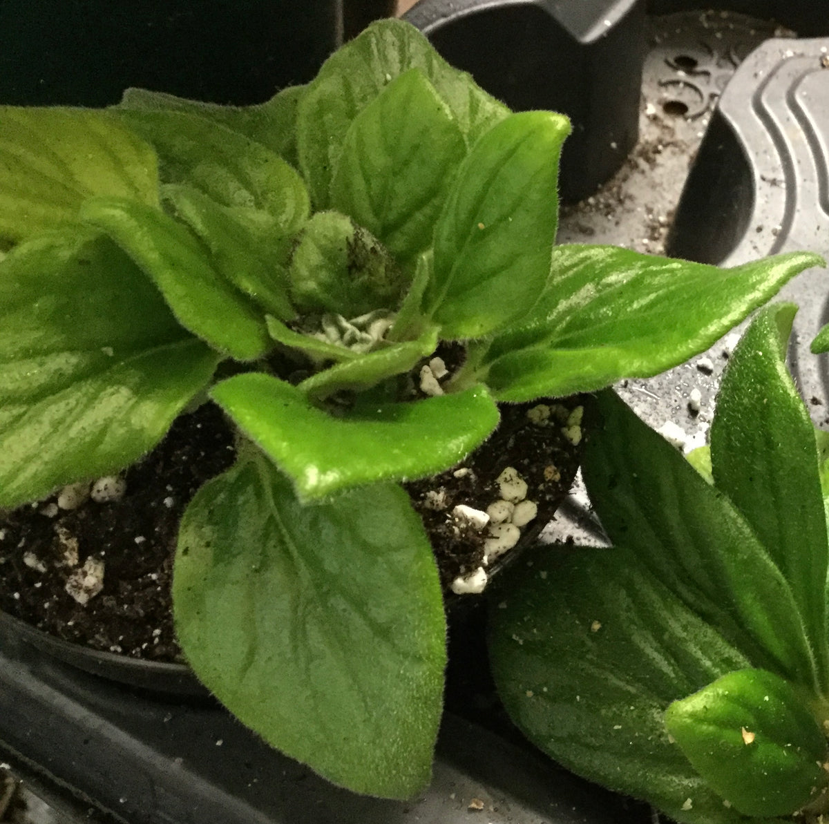 Petrocosmea Asa Blue