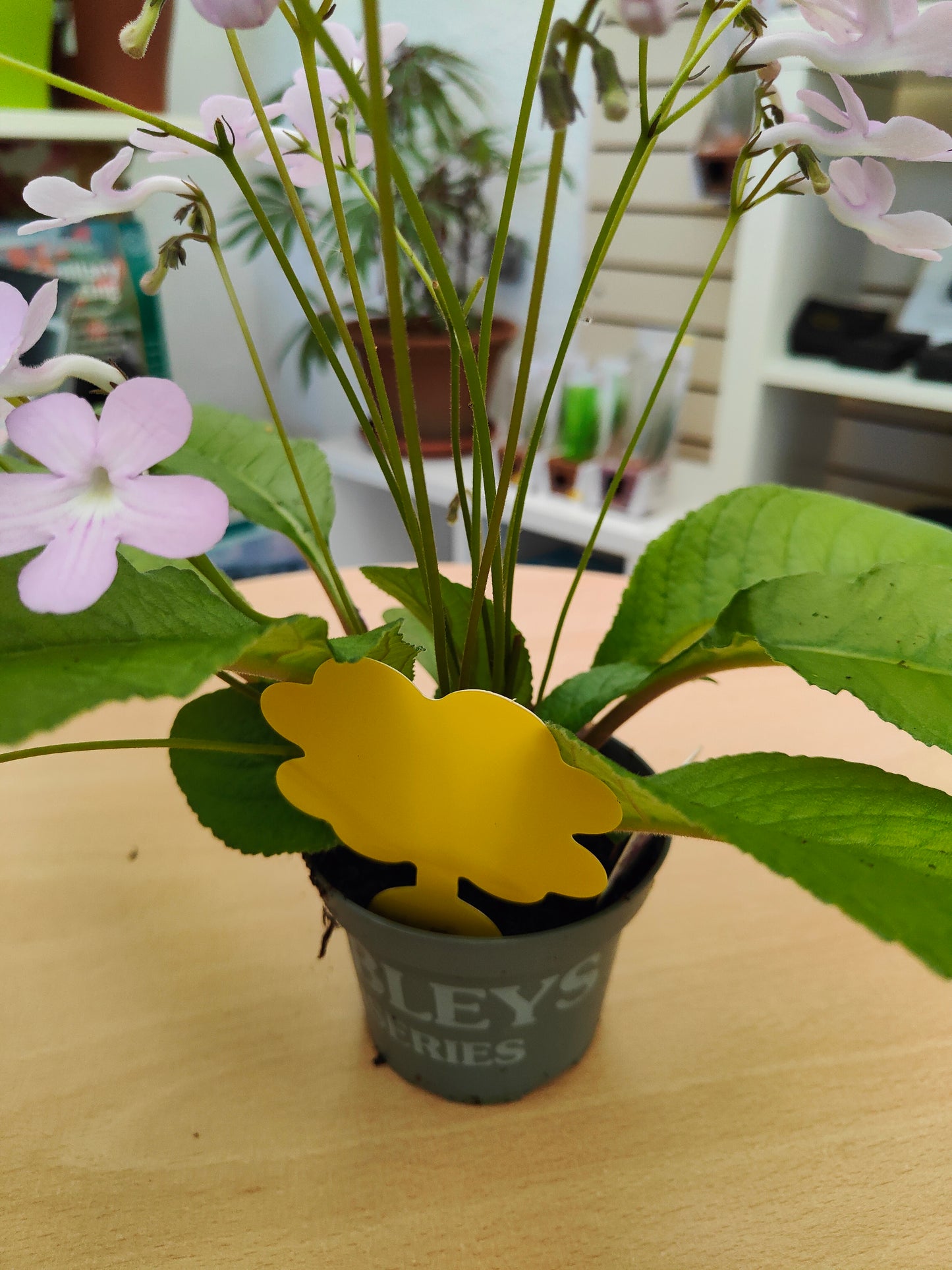Houseplant Sticky Fly Traps (Pack of 10)