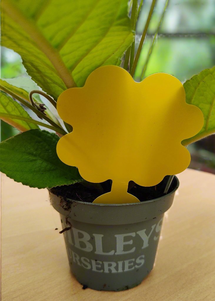 Houseplant Sticky Fly Traps (Pack of 10)