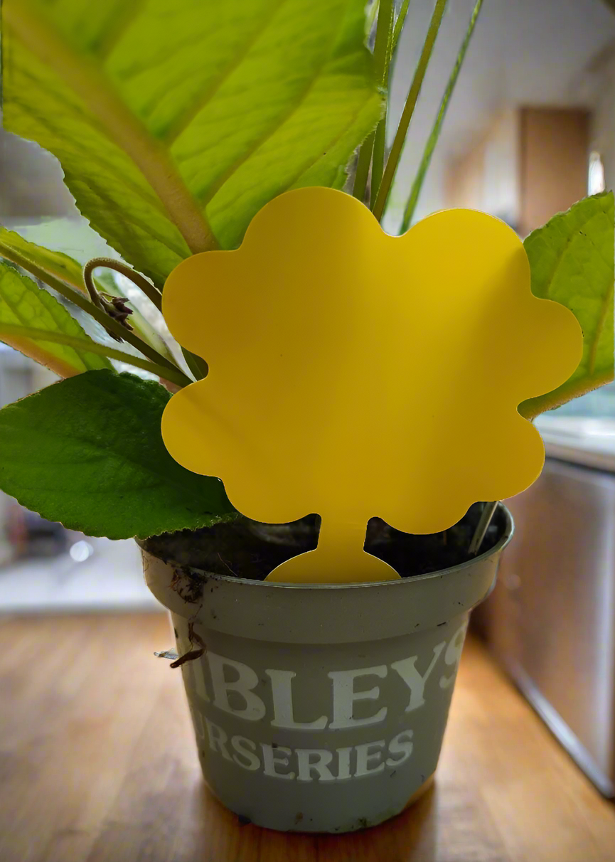 sticky house plant Houseplant Sticky Fly Traps (Pack of 10) – Dibleys