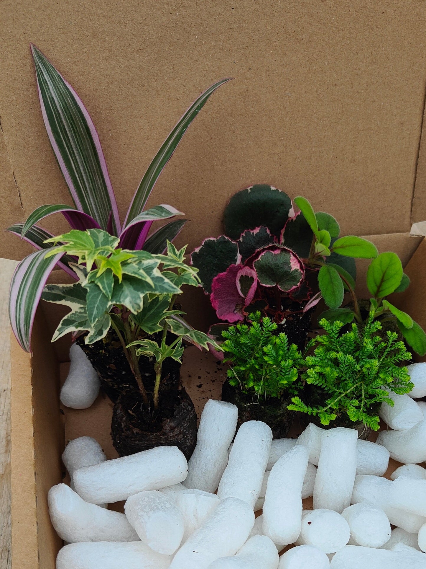 Terrarium Plug Plant Collection (6 plants)