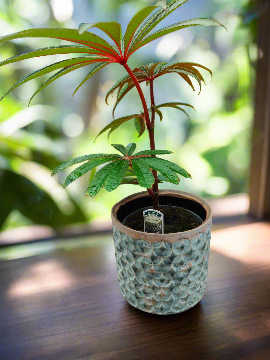 Begonia luxurians - Dibleys