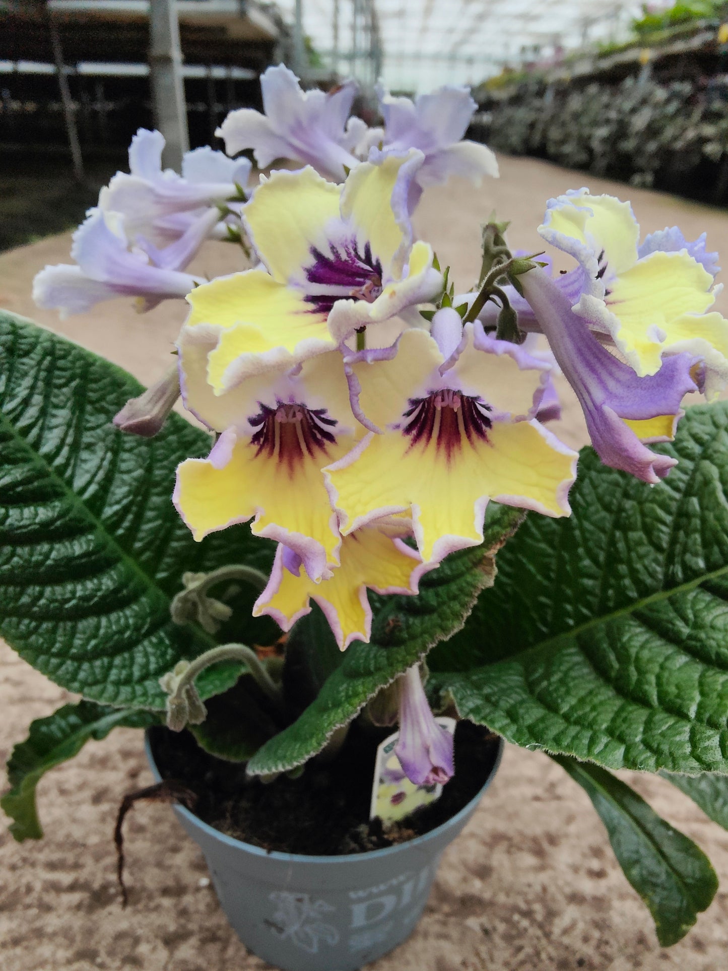 Streptocarpus Lemon Sorbet - Dibleys